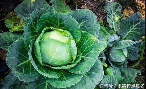 晚情园地:服务平台:经常食用圆白菜能保健强身,延年益寿3、.webp 晚情园地:服务平台:经常食用圆白菜能保健强身,延年益寿3、.webp