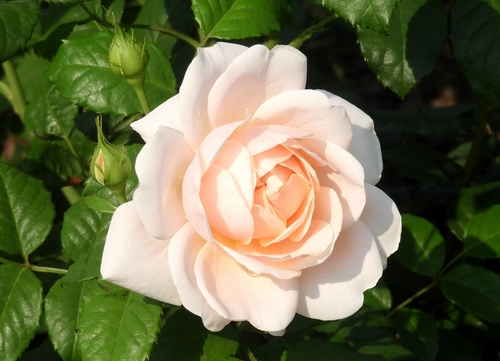 06