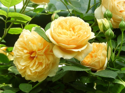 25