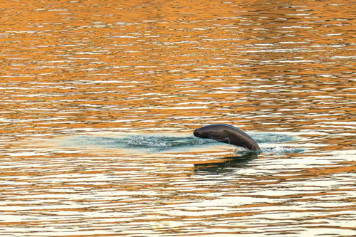 长江江豚